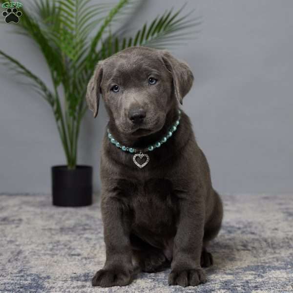 Samson, Charcoal Labrador Retriever Puppy